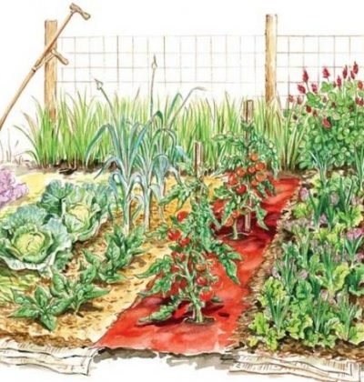 АЛЕЛОПАТИЯ2